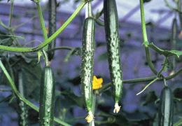 2007年2月の宮崎の旬は胡瓜です。
