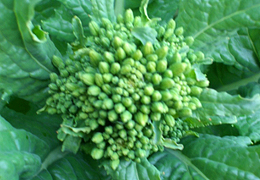 2008年3月の宮崎の旬は菜の花です。