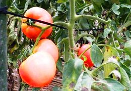 2008年9月の宮崎の旬はトマトです。
