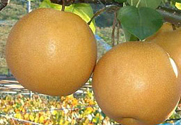2009年9月の宮崎の旬は梨です。