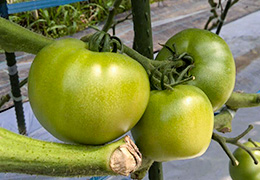 2015年8月の宮崎の旬は高千穂産 トマトです。