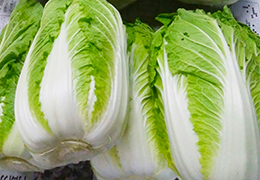 2018年2月の宮崎の旬は白菜です。