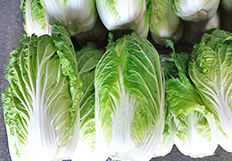 2022年1月の宮崎の旬は白菜です。
